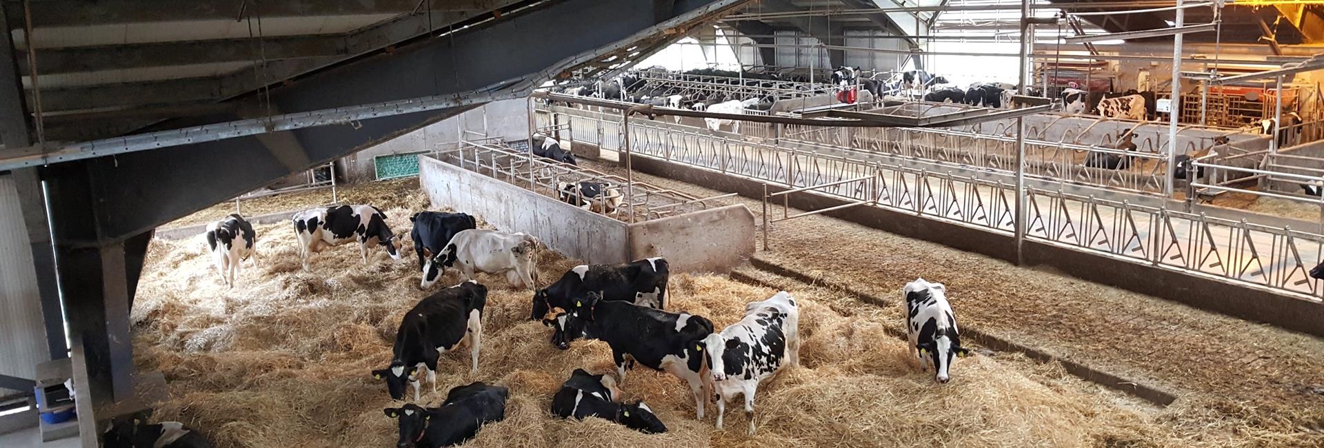 Vi kæmper for Kvæget og klima.¤Triologisk landbrug og Dyrevelfærden CSR